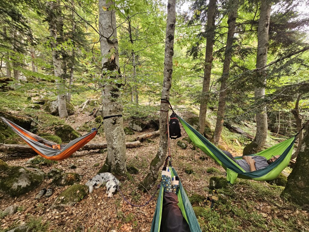 Hamacas colgadas en el bosque con perro descansando durante una ruta