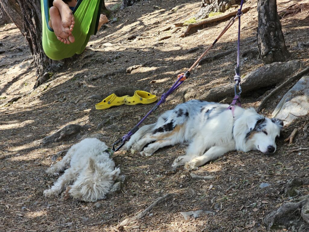 Dos perras descansando bajo una hamaca tras una ruta de senderismo en montaña